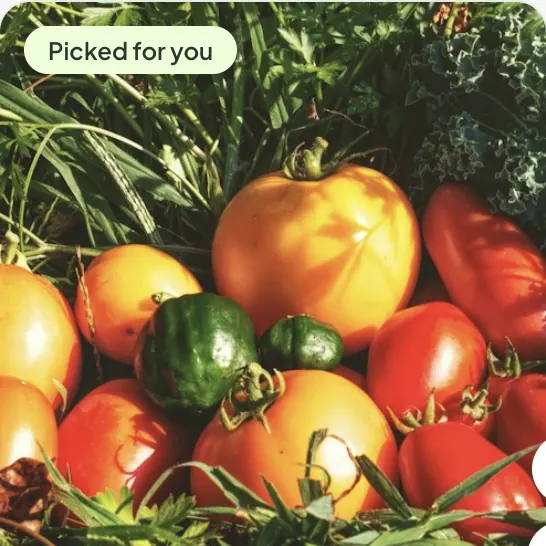 Fresh Tomatoes